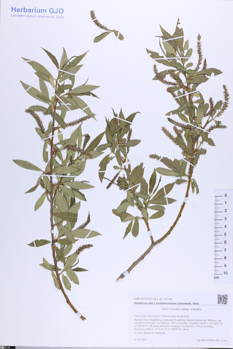 Salix triandra subsp. triandra photo 3