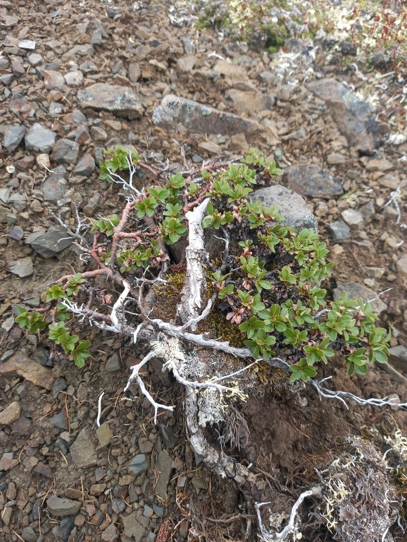 Salix tschuktschorum photo 2