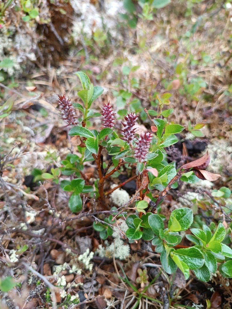 Salix tschuktschorum photo 3