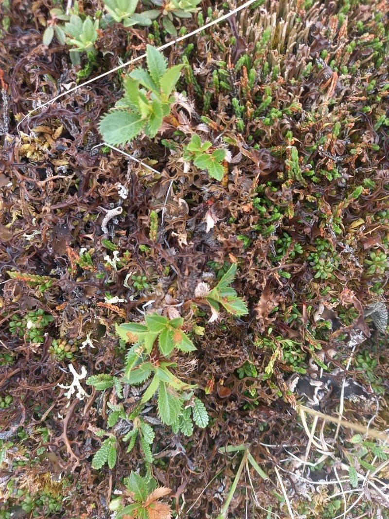 Salix tschuktschorum photo 5