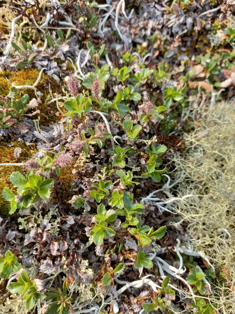 Salix tschuktschorum photo 6