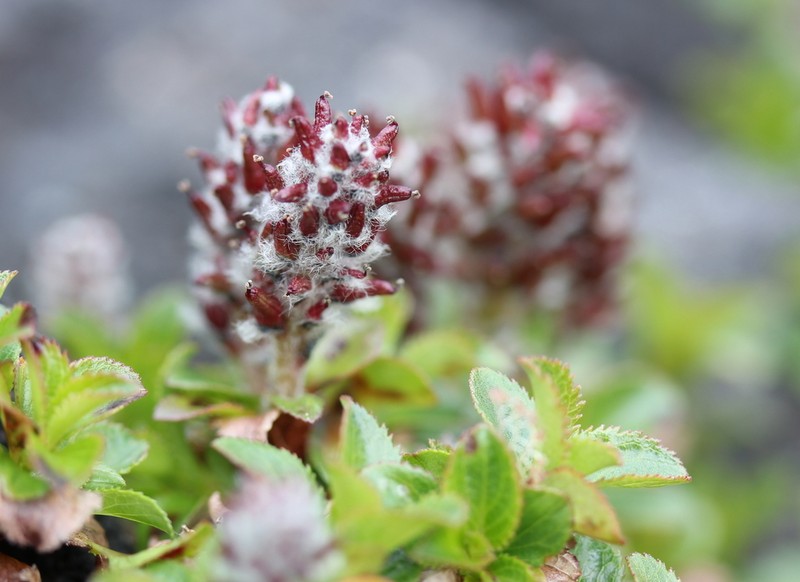 Salix tschuktschorum photo 7