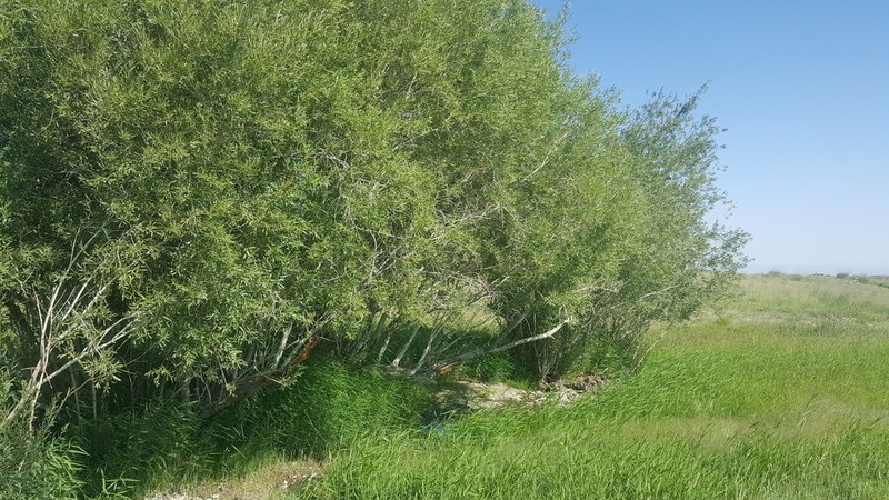 Salix turanica photo 3