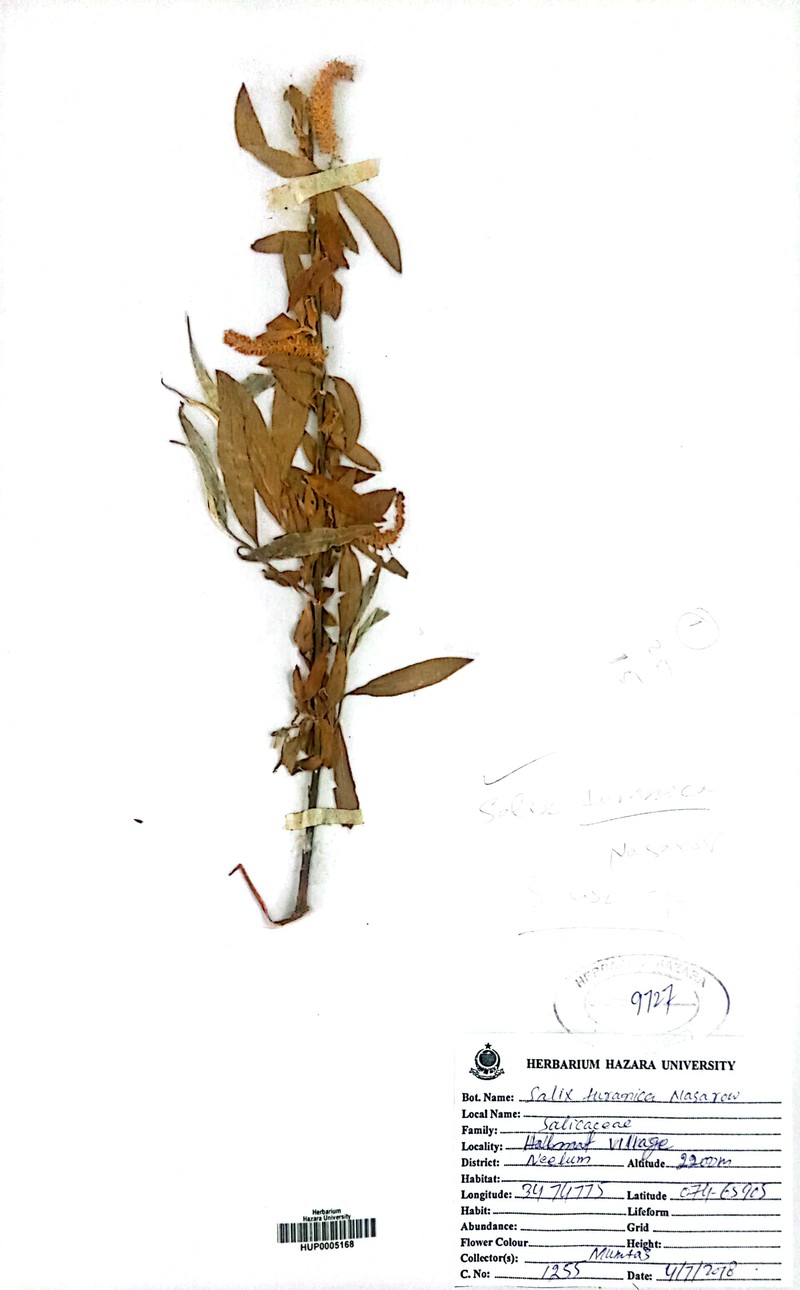 Salix turanica photo 4