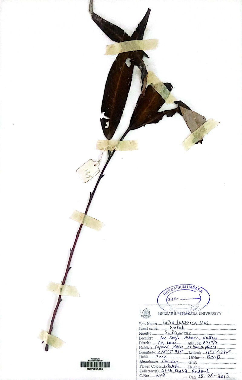 Salix turanica photo 5