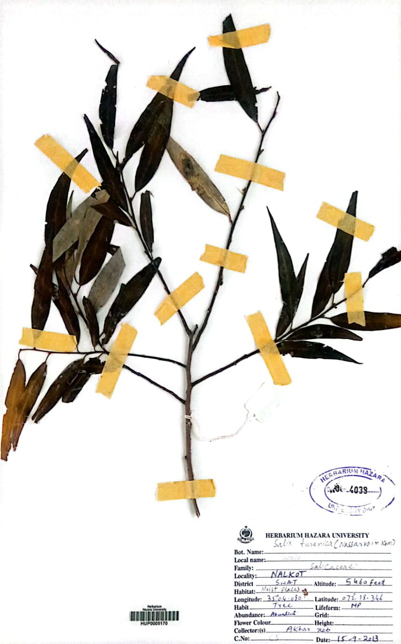 Salix turanica photo 6