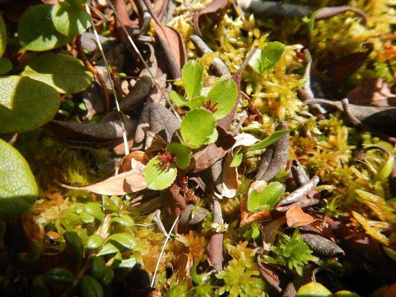 Salix turczaninowii