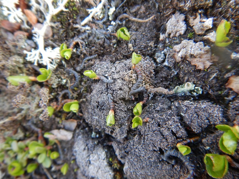 Salix turczaninowii photo 3