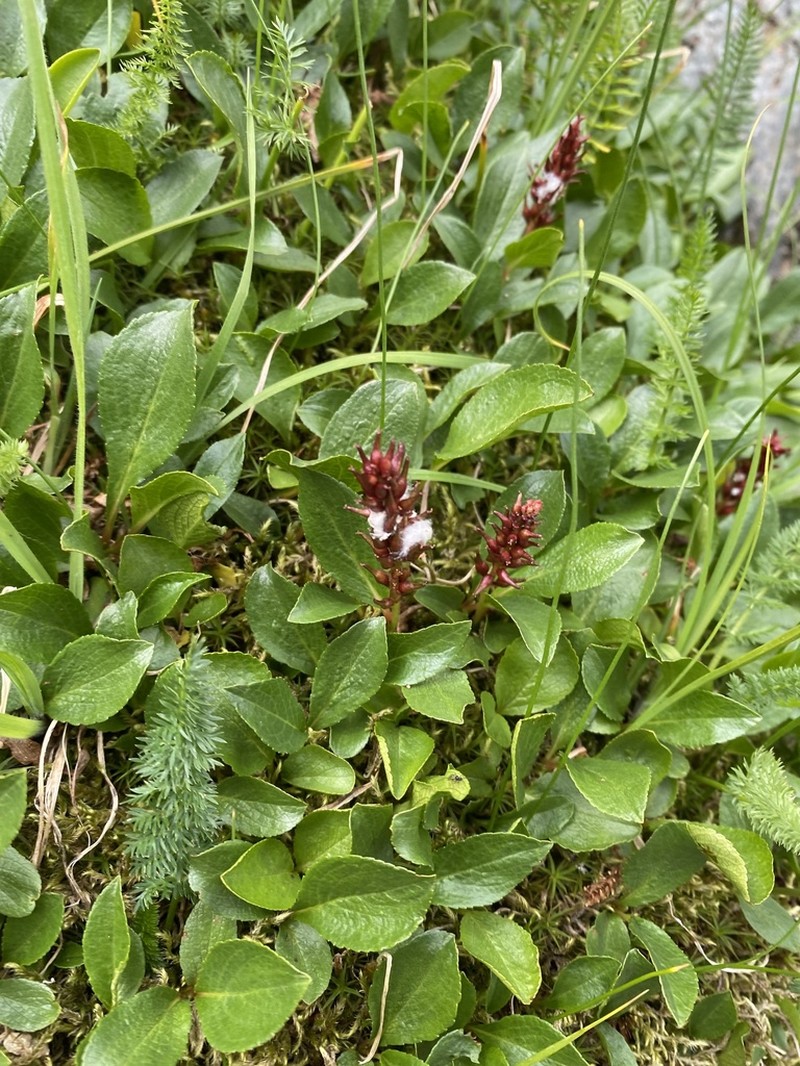 Salix turczaninowii photo 4