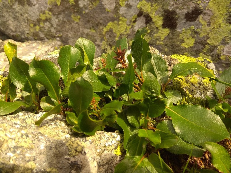 Salix turczaninowii photo 5