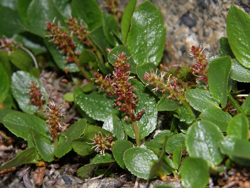 Salix turczaninowii photo 7
