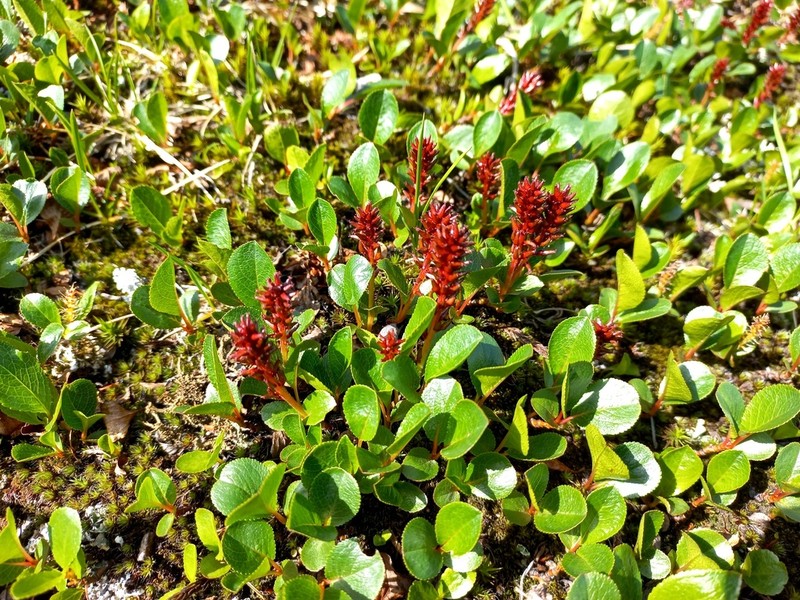 Salix turczaninowii photo 8