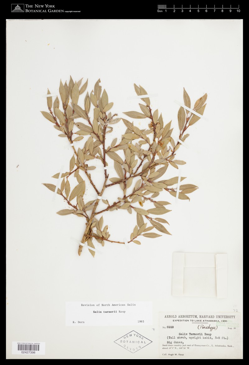 Turnor's Willow