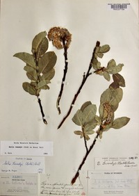 Tweedy's Willow