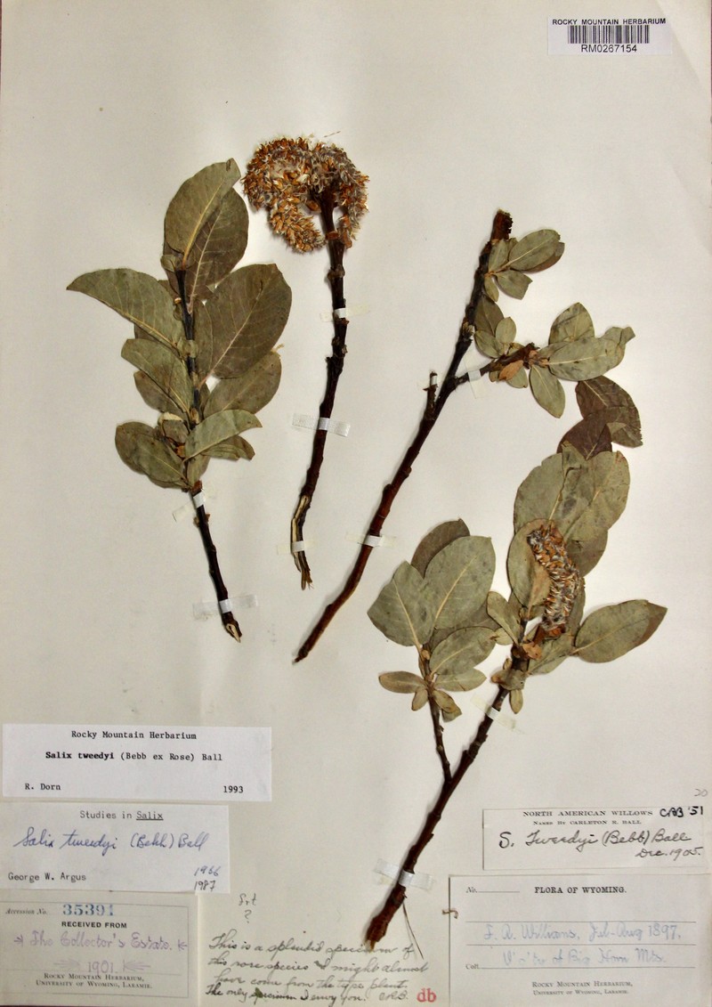 Tweedy's Willow
