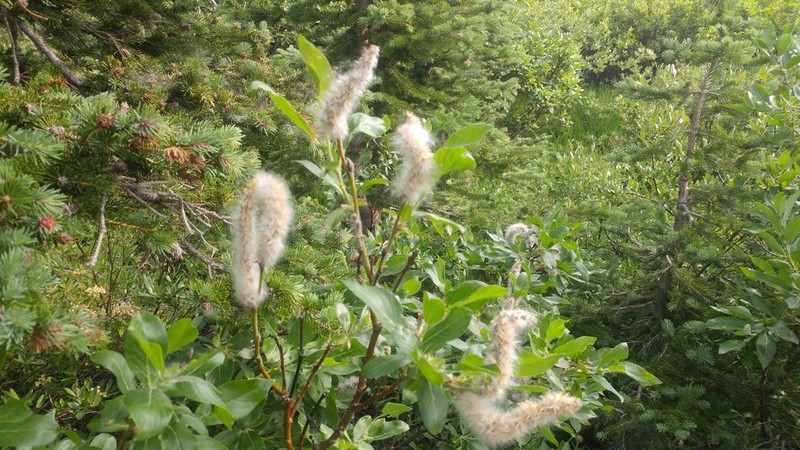 Tweedy's Willow photo 4