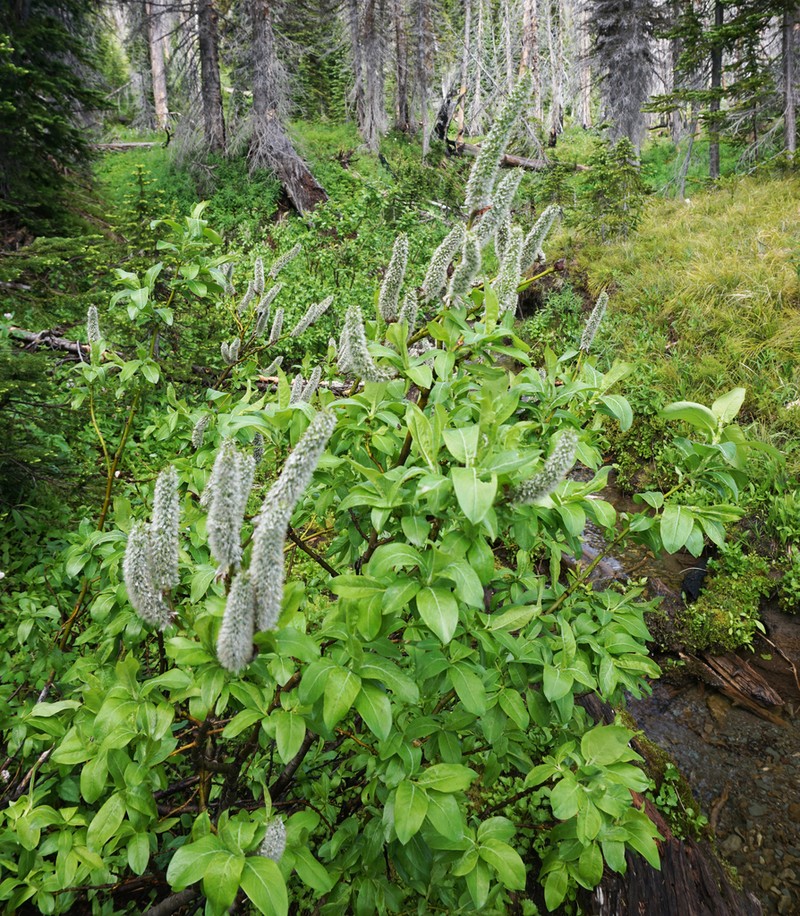 Tweedy's Willow photo 5