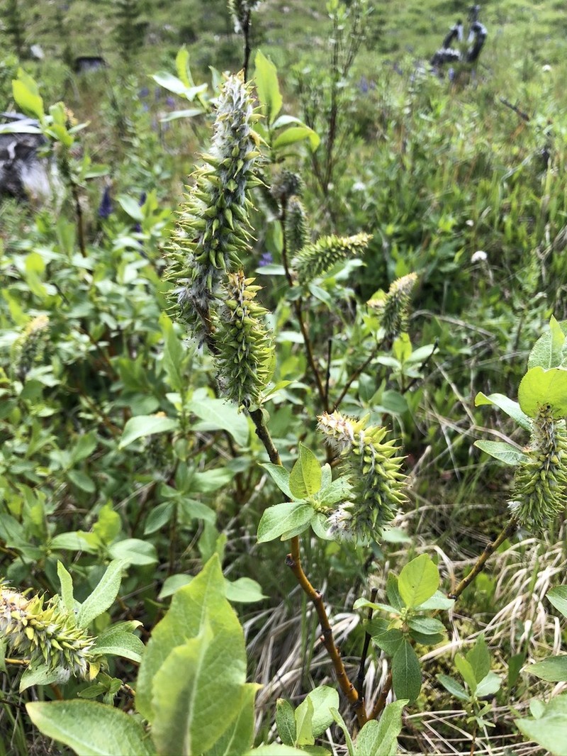 Tweedy's Willow photo 6