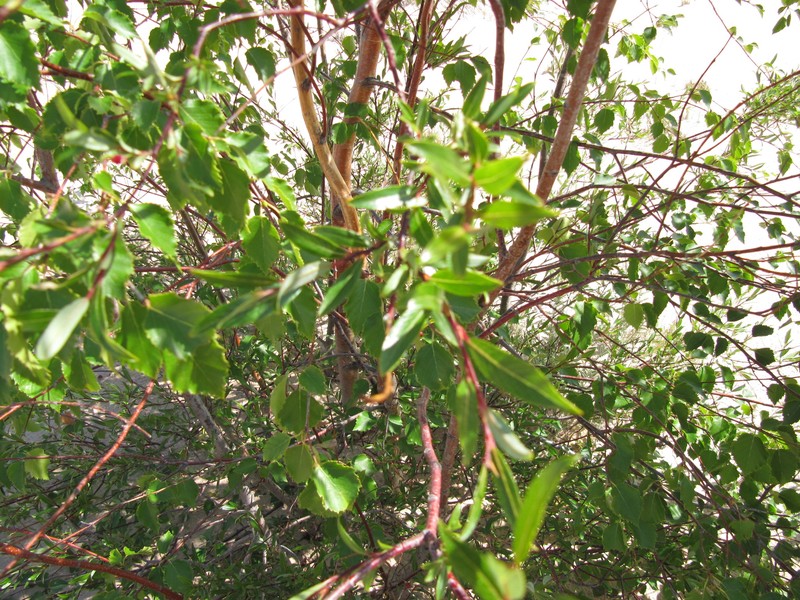 Tyrrell's Willow photo 2
