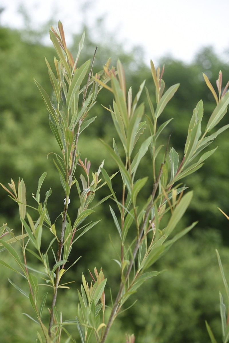 Sali udensis photo 2