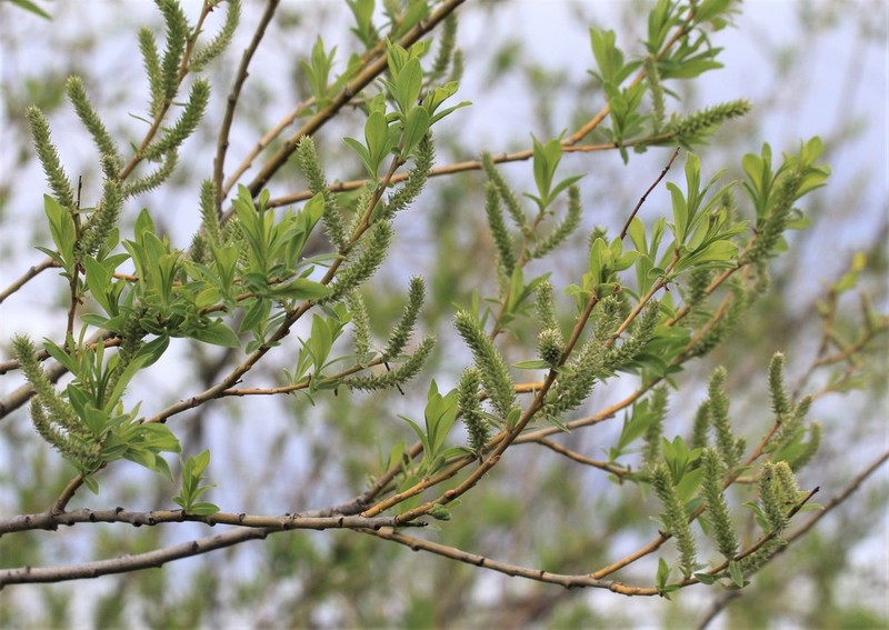 Sali udensis photo 3