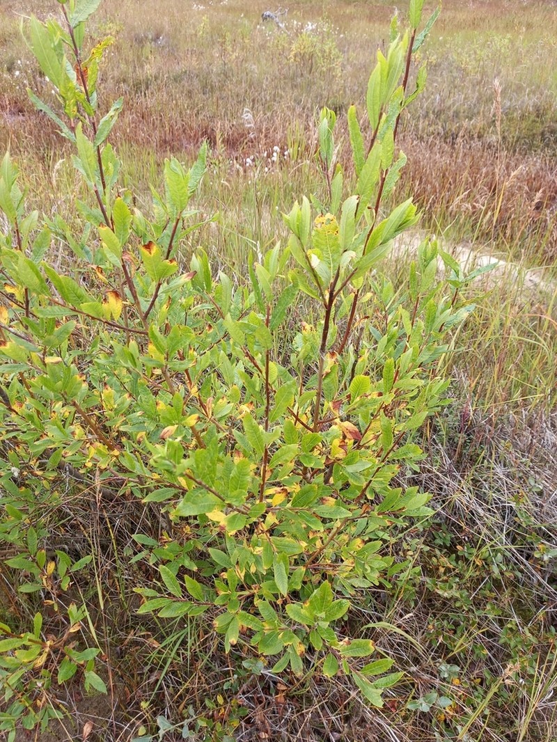 Sali udensis photo 6