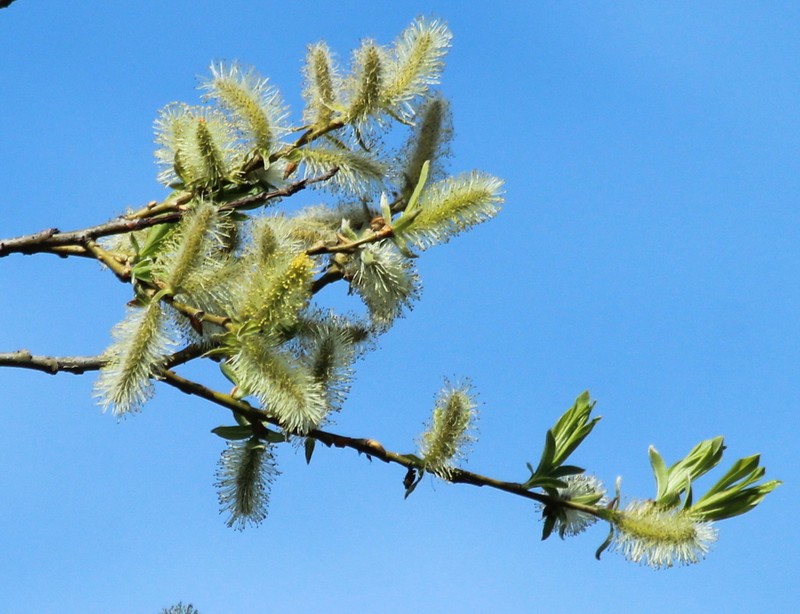 Sali udensis photo 7