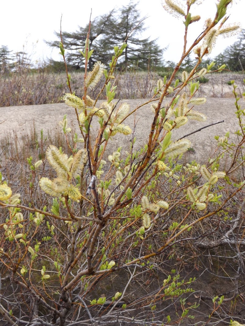 Sali udensis photo 8