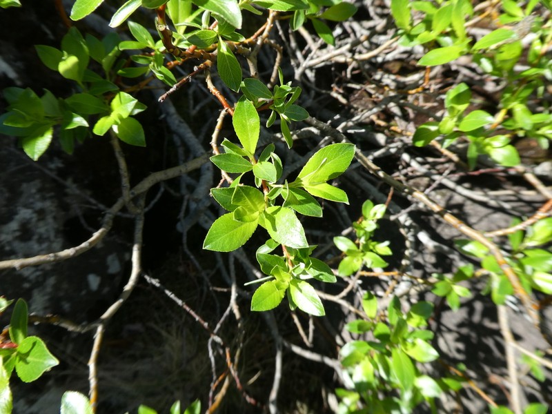 Salix uralicola photo 2