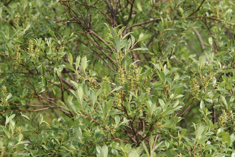 Salix uralicola photo 3