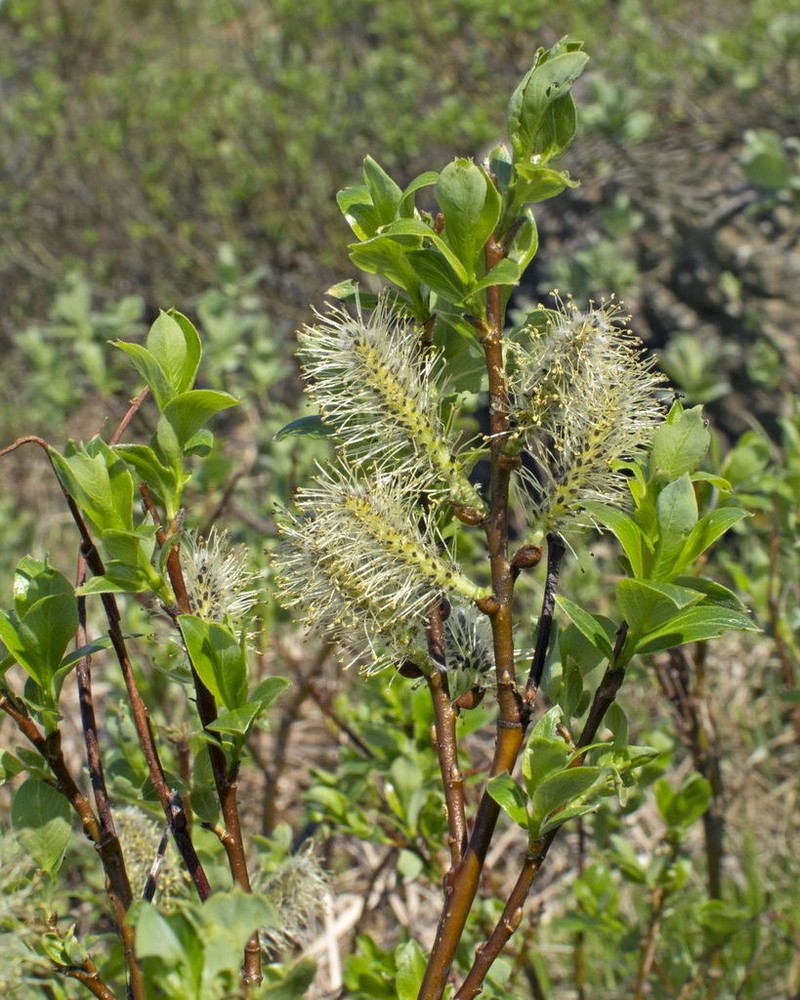 Salix uralicola photo 4