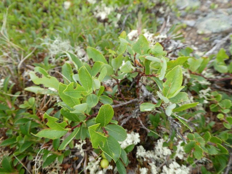 Salix uralicola photo 5