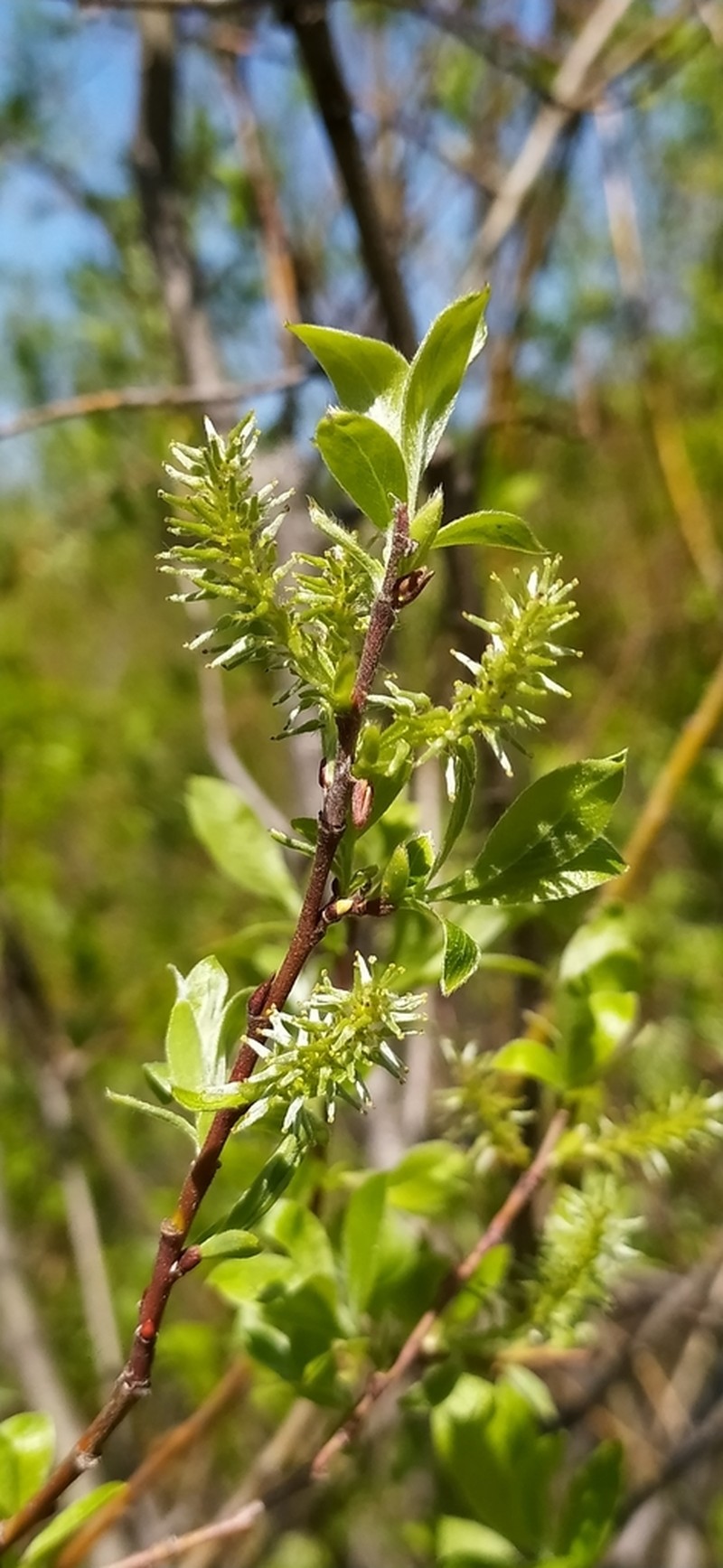 Salix uralicola photo 6