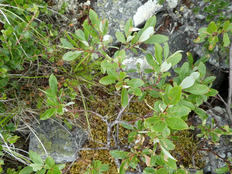 Salix uralicola photo 7