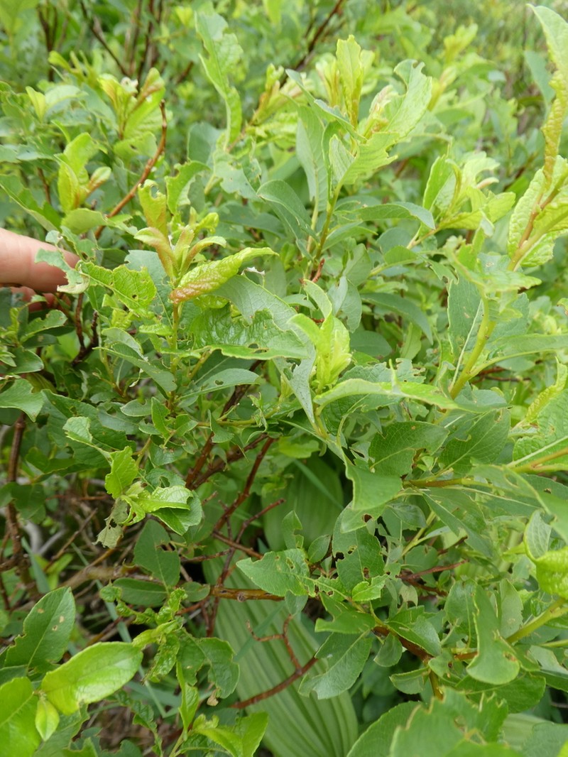 Salix uralicola photo 8