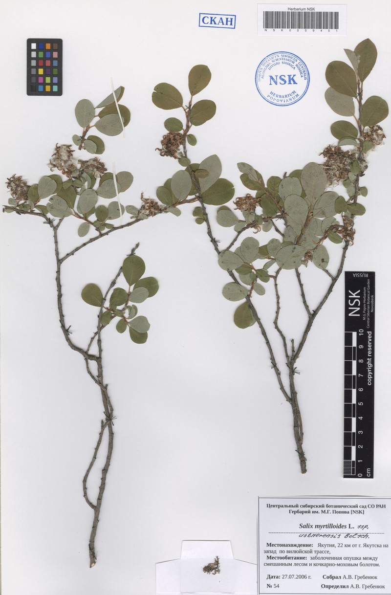 Salix ustnerensis
