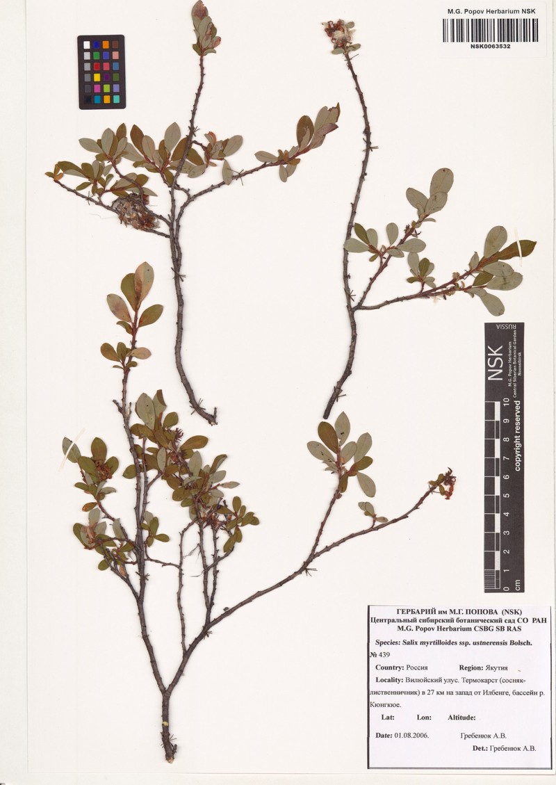 Salix ustnerensis photo 2