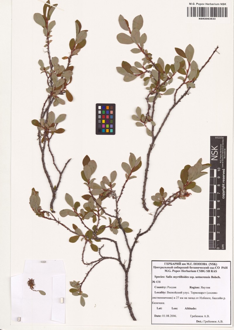 Salix ustnerensis photo 3