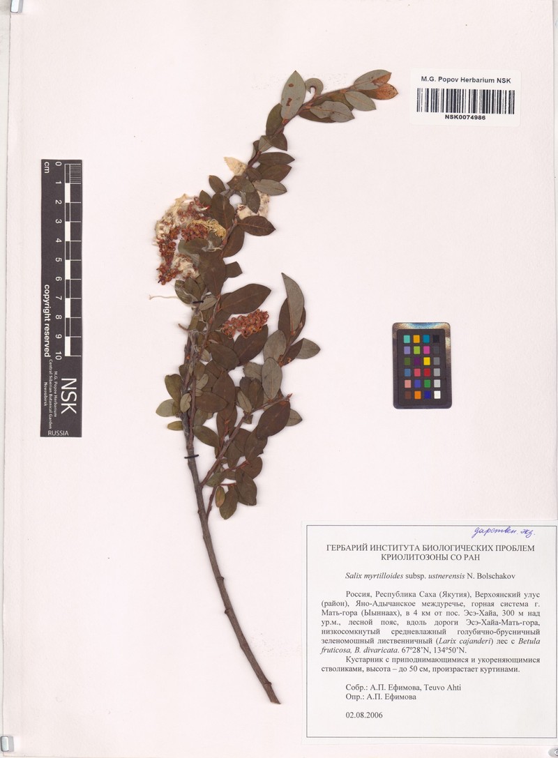 Salix ustnerensis photo 4