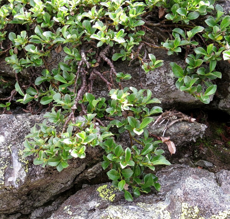 Bearberry Willow photo 4
