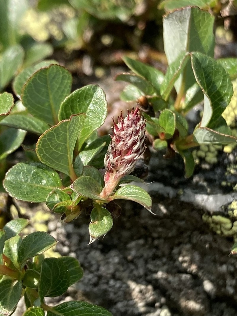 Bearberry Willow photo 5