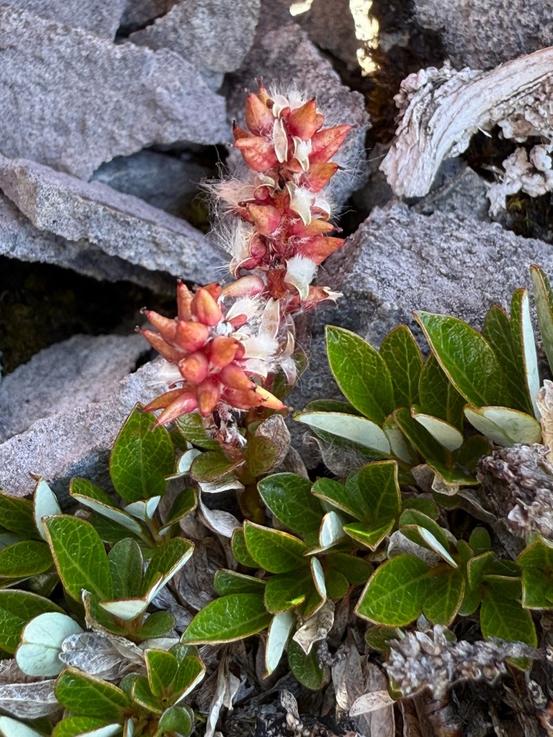 Bearberry Willow photo 6
