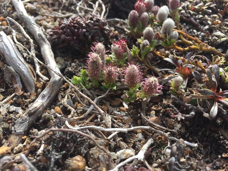 Bearberry Willow photo 7
