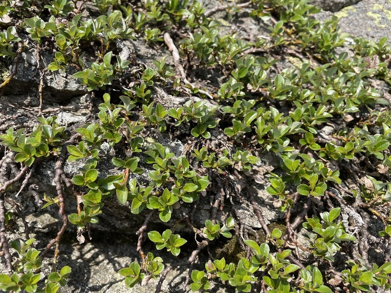 Bearberry Willow photo 8