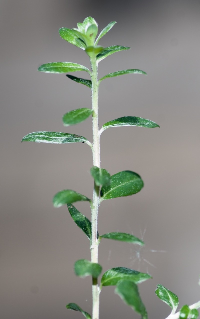 Sali variegata