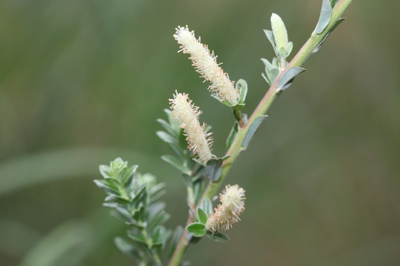 Sali variegata photo 2