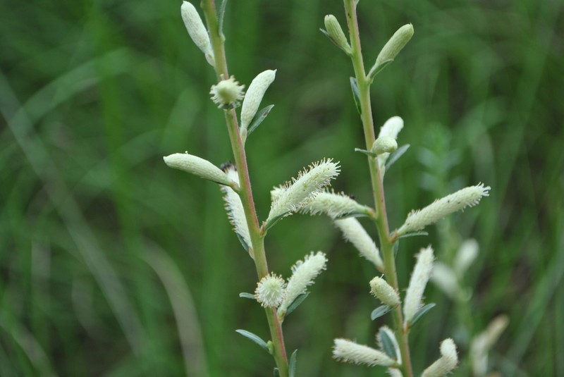 Sali variegata photo 3