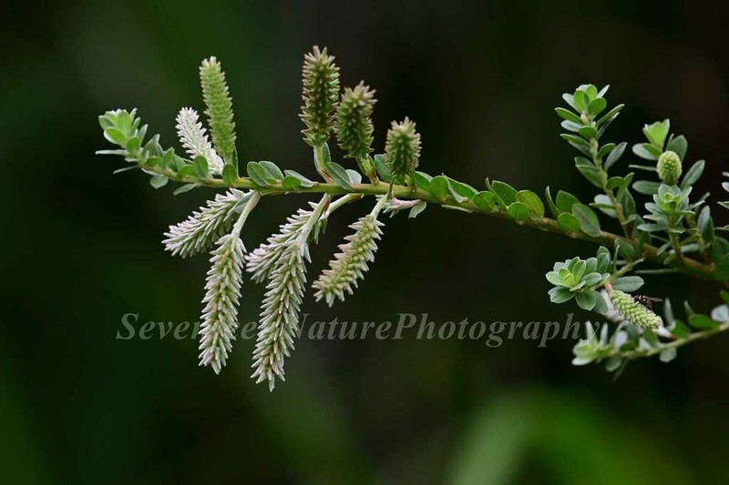 Sali variegata photo 4