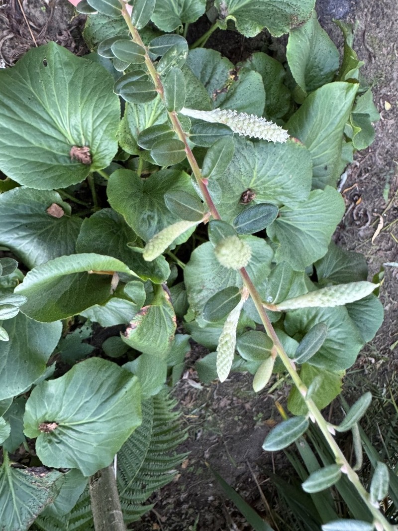 Sali variegata photo 6