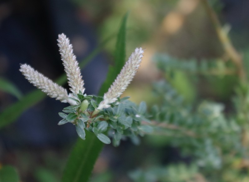 Sali variegata photo 8